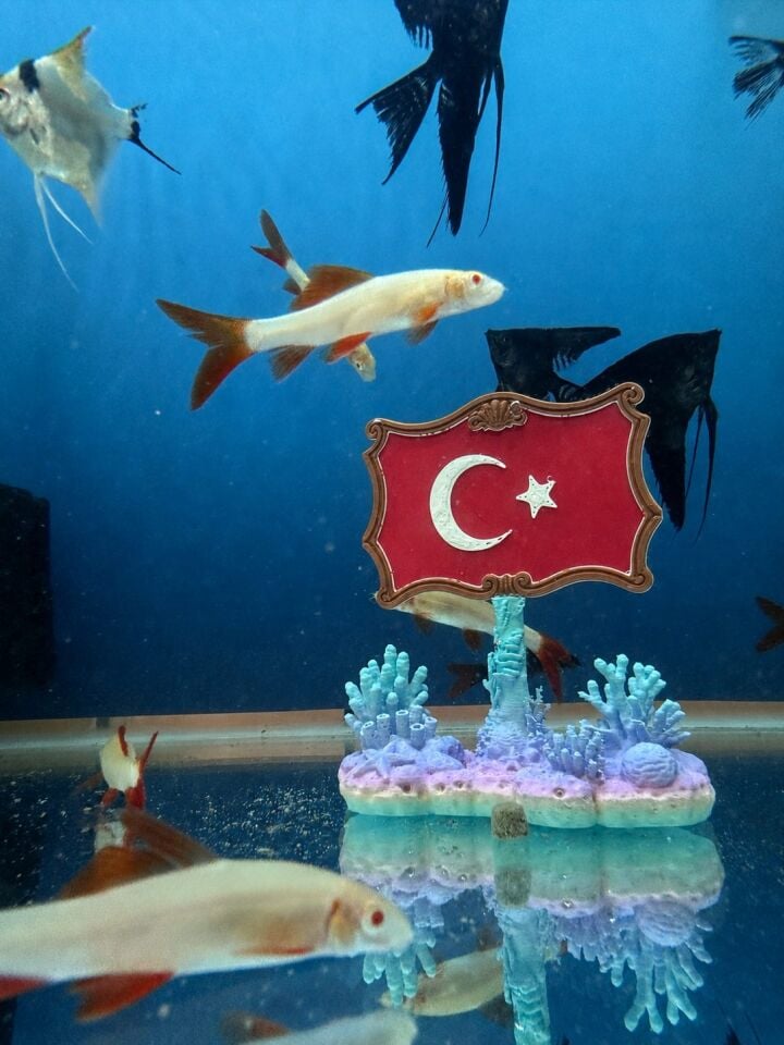 Türk Bayrağı Temalı Akvaryum Dekoru Ay Yıldızlı Mercan Tasarımlı Süs